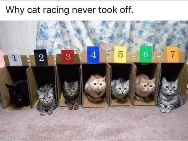 Cat race.jpeg