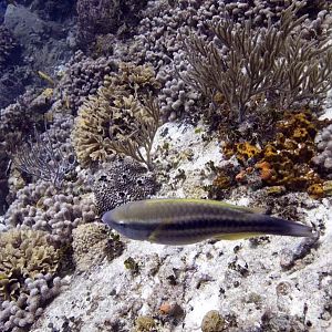 Belize Aggressor III 082005