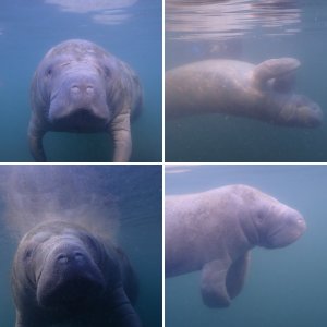Florida, Manatee, January 2023