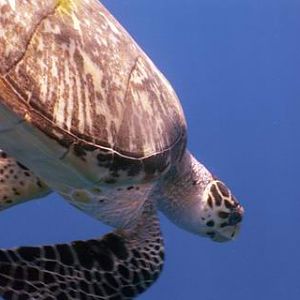Utila 2006