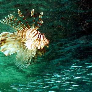 Red Sea 2006