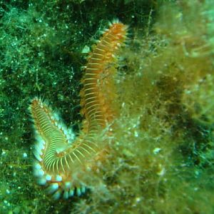 2009 Diving in Greece