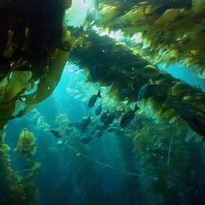 Kelp