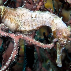 Kelp 2