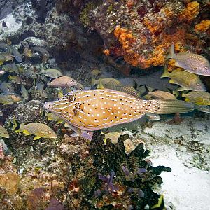 Scrawled filefish and some Bluestripe Grunts