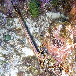 Pretty Lobster