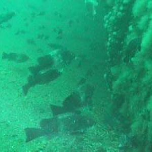 Sharptail eel