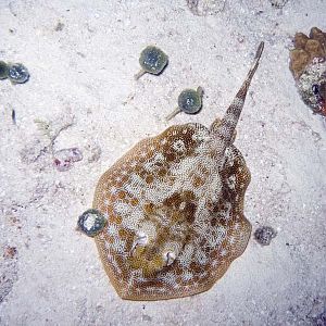 Yellow ray