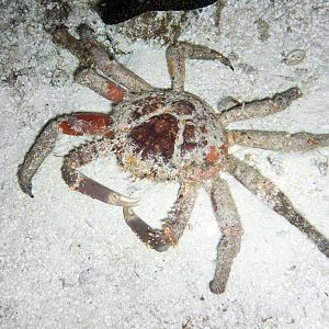 Crabby