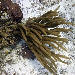 Coral in the current