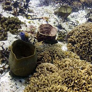 Barrel sponge