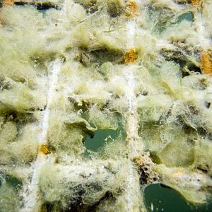 Platform algae