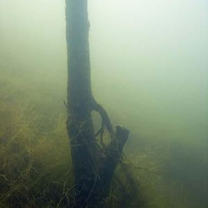 Wood
