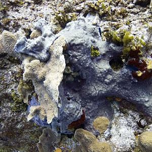 Cool coral