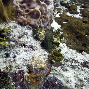 Goldentail Eel
