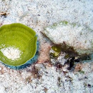 Cup of sand