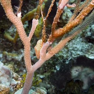 Flamingo tongue