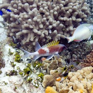 Squirrelfish