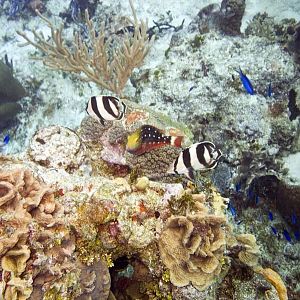 Banded butterfly