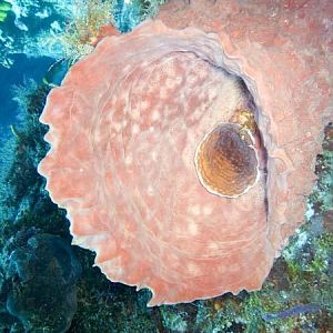 Grouper