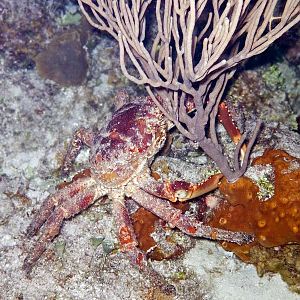 Seahorse