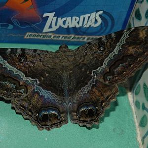 Big Ass Moth