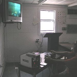 Bog Standard