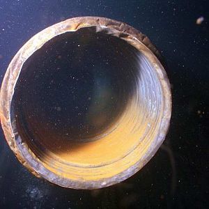 Tube