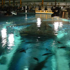 Backstage of the Caribbean Tank