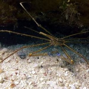 Crabby