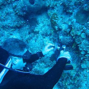 White Tip Reef Shark