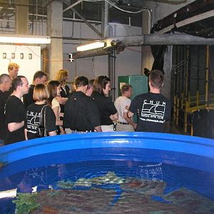 Sand Tiger