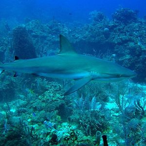 Shark Island