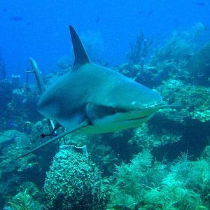 Black Tip