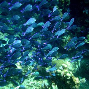 On Hull of Wreck