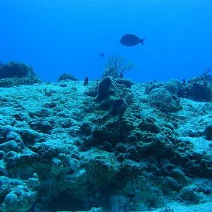 ReefHound makes a carrier landing