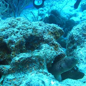 Mr Toadfish