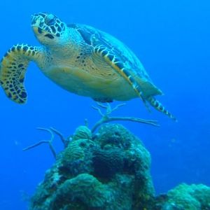Turtle