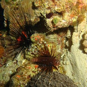 Another lionfish