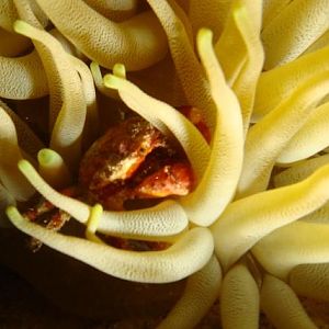 Crab in Anenome