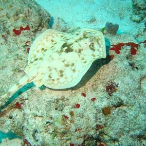 Yellow Sting Ray
