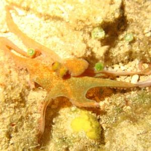 Octopus