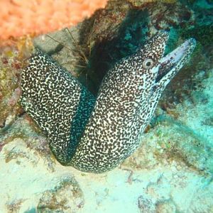 Eel