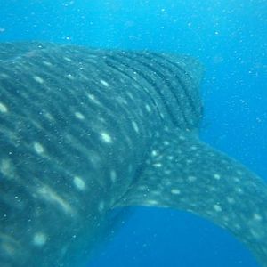Whale Shark Snorkel