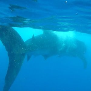 Whale Shark Snorkel