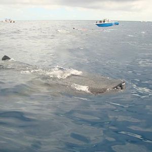 Whale Shark Snorkel