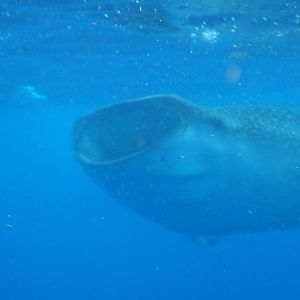 Whale Shark Snorkel