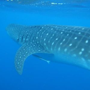 Whale Shark Snorkel