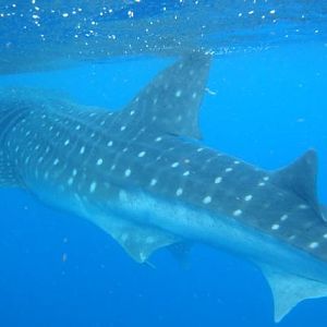Whale Shark Snorkel