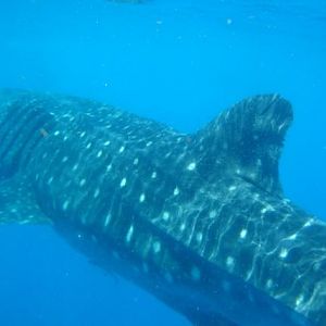 Whale Shark Snorkel